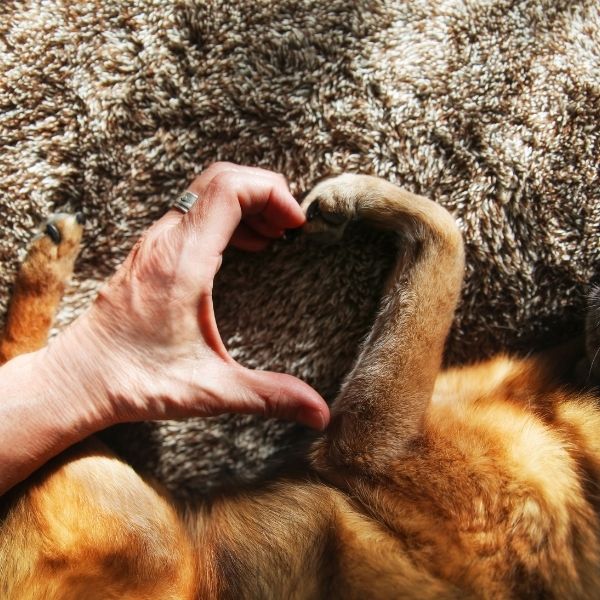 Pet End-of-life Care