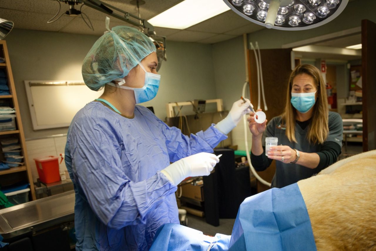 Clinton, CT 06413 Veterinary Services Clinton Veterinary Hospital