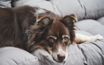 The Importance of Wellness Bloodwork For Your Pet
