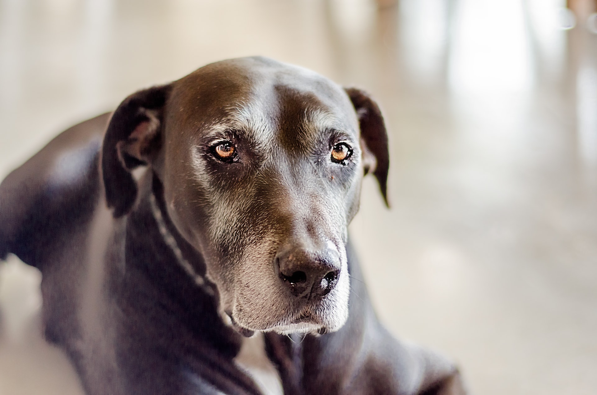 4 End-of-Life Care Options For Your Pet | Clinton Veterinary Hospital