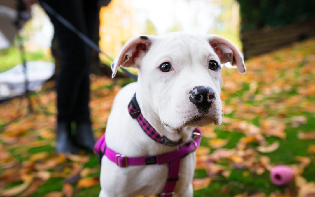 Small white pitbull on leash in park