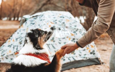 Essential Guidelines for Pet-Friendly Camping