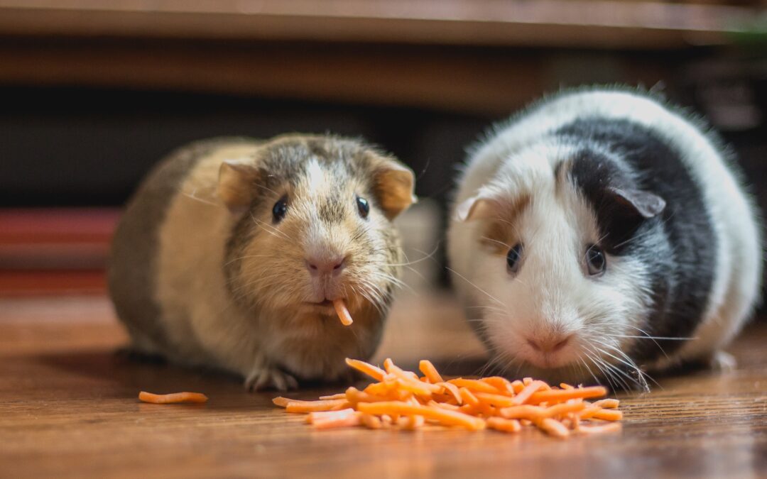 Two guinea pigs eating shredded carrots
