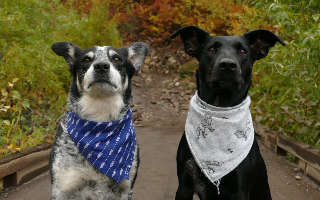 2 dogs wearing bandanas looking up at the camera on a trail in the park